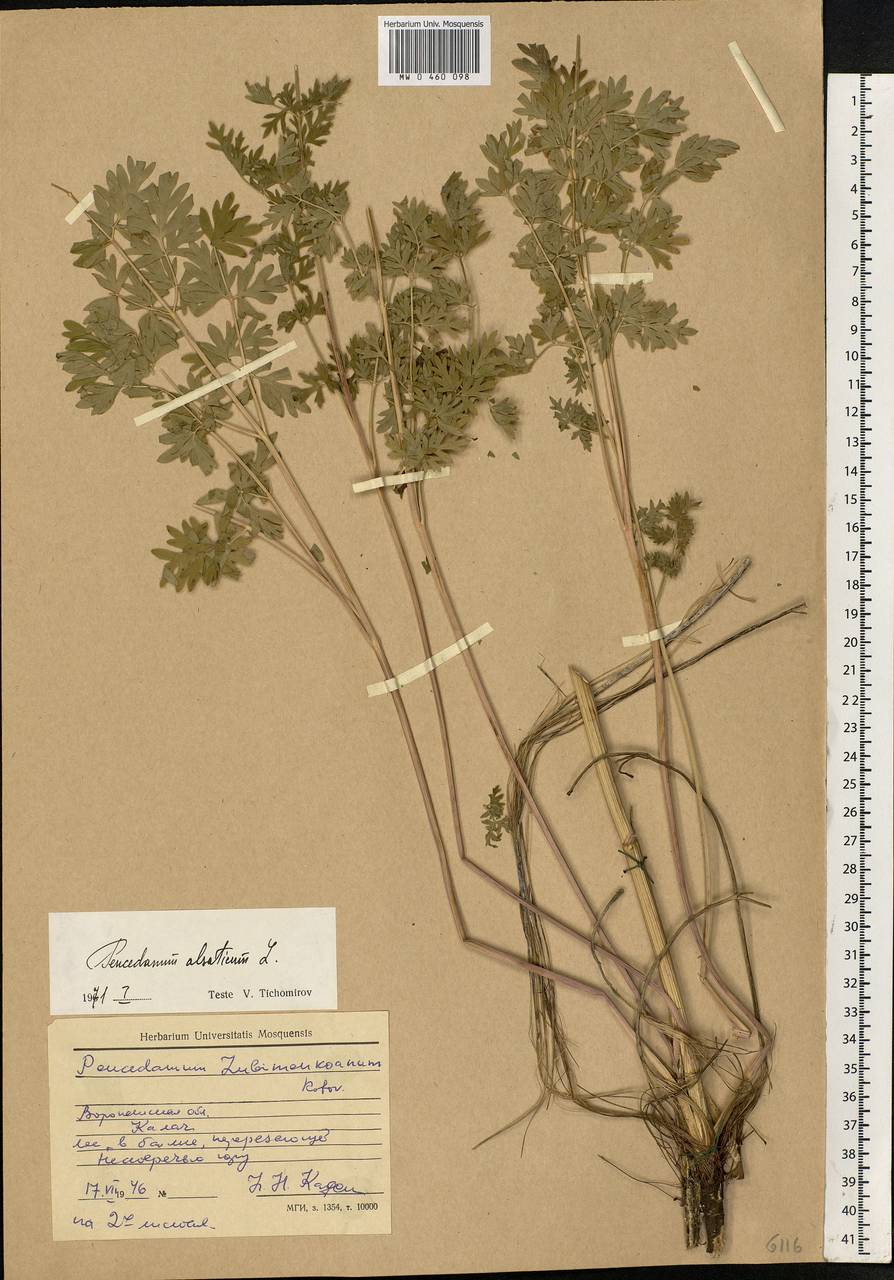 Xanthoselinum alsaticum (L.) Schur, Eastern Europe, Central forest-and-steppe region (E6) (Russia)