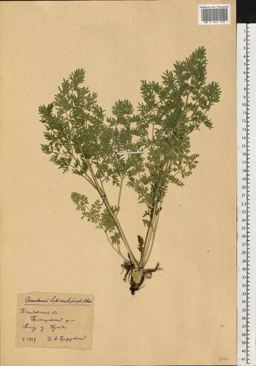 Xanthoselinum alsaticum (L.) Schur, Eastern Europe, Central forest-and-steppe region (E6) (Russia)