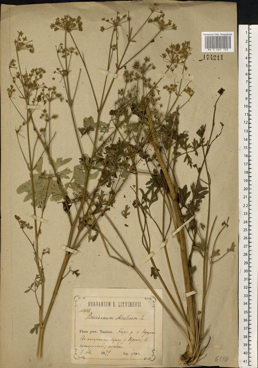 Xanthoselinum alsaticum (L.) Schur, Eastern Europe, Central forest-and-steppe region (E6) (Russia)