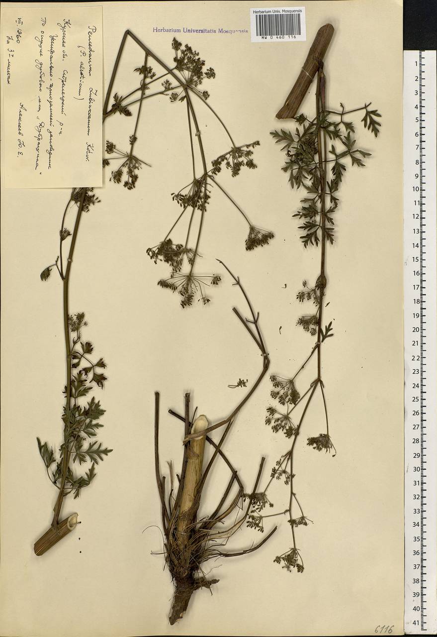 Xanthoselinum alsaticum (L.) Schur, Eastern Europe, Central forest-and-steppe region (E6) (Russia)