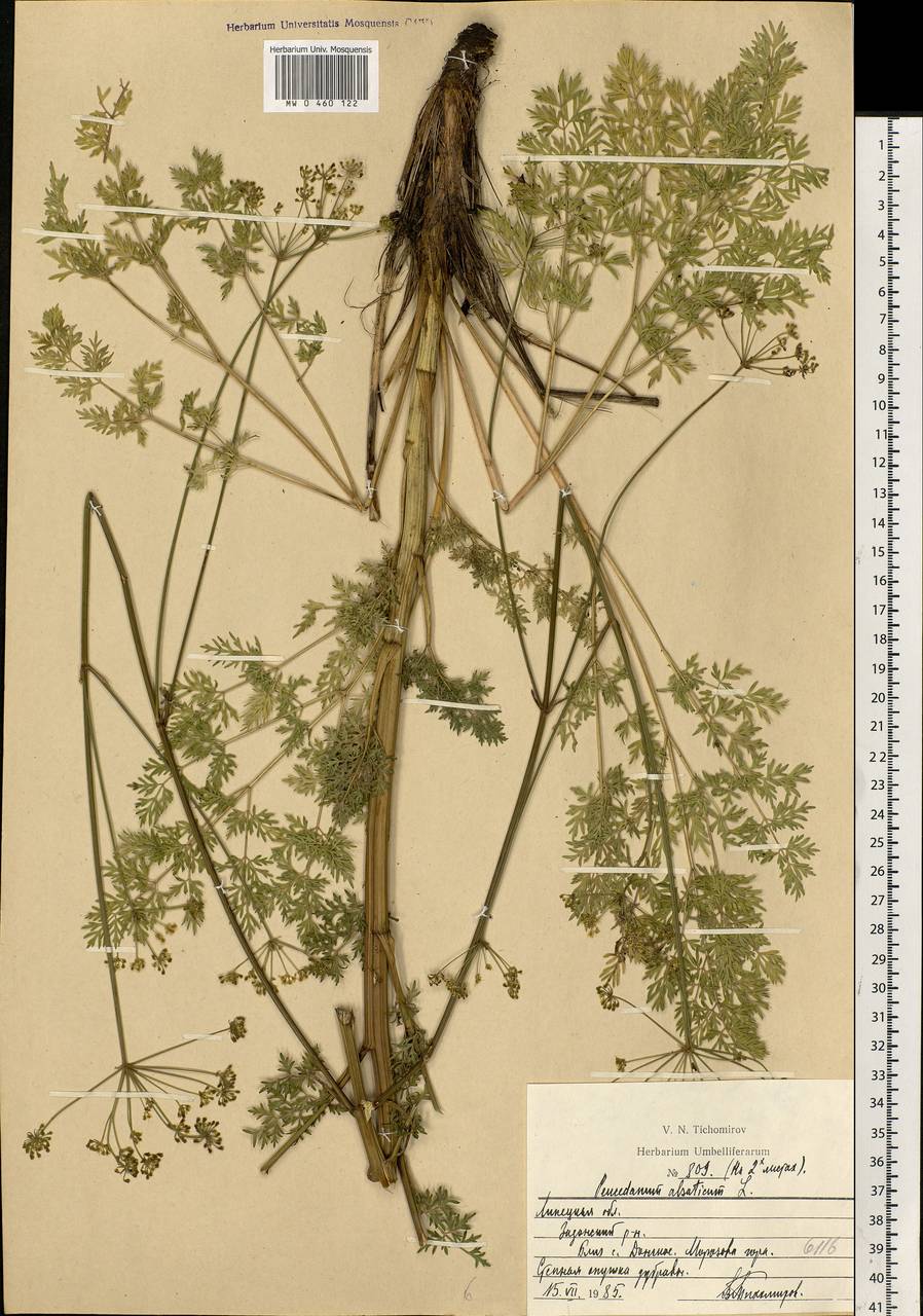 Xanthoselinum alsaticum (L.) Schur, Eastern Europe, Central forest-and-steppe region (E6) (Russia)