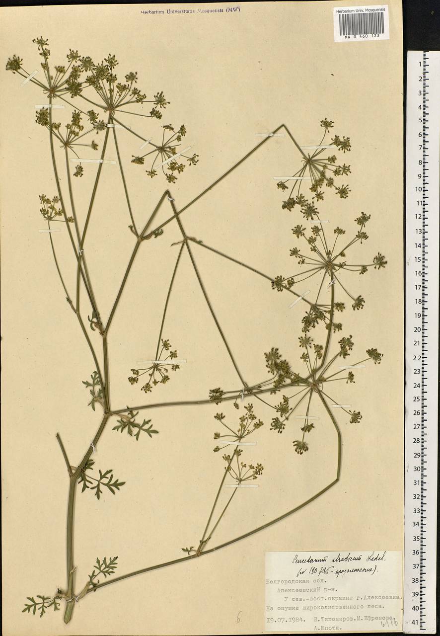 Xanthoselinum alsaticum (L.) Schur, Eastern Europe, Central forest-and-steppe region (E6) (Russia)