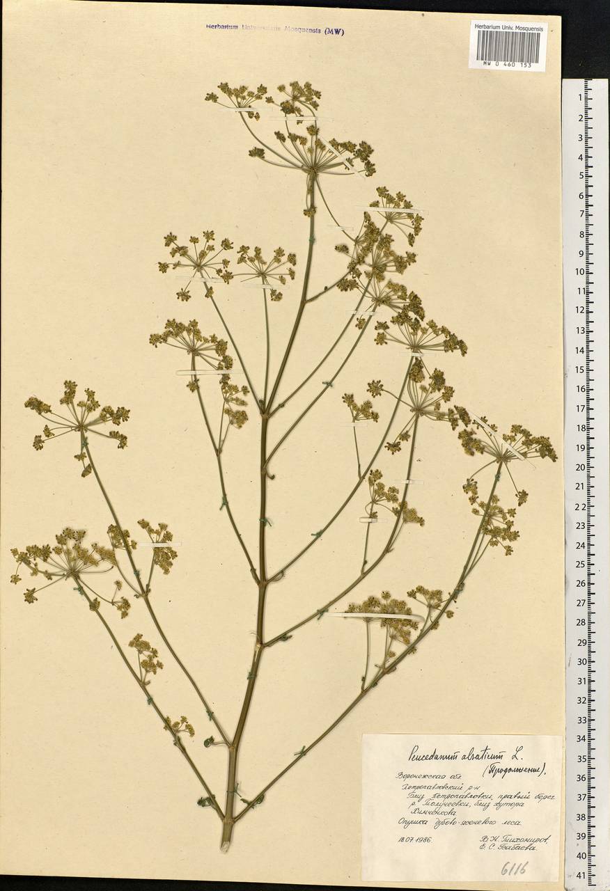 Xanthoselinum alsaticum (L.) Schur, Eastern Europe, Central forest-and-steppe region (E6) (Russia)