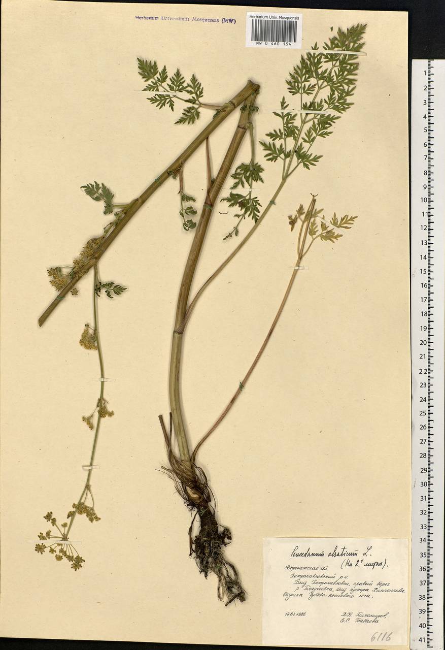 Xanthoselinum alsaticum (L.) Schur, Eastern Europe, Central forest-and-steppe region (E6) (Russia)