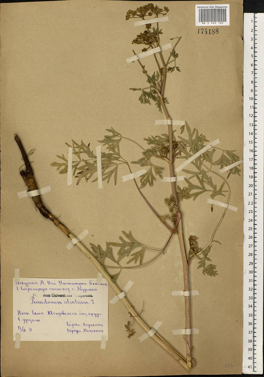 Xanthoselinum alsaticum (L.) Schur, Eastern Europe, Central forest-and-steppe region (E6) (Russia)