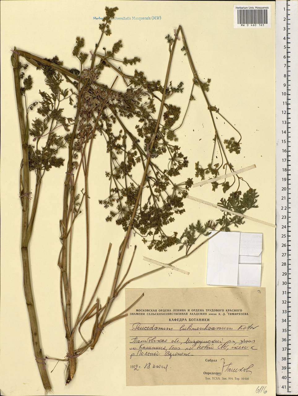 Xanthoselinum alsaticum (L.) Schur, Eastern Europe, Central forest-and-steppe region (E6) (Russia)