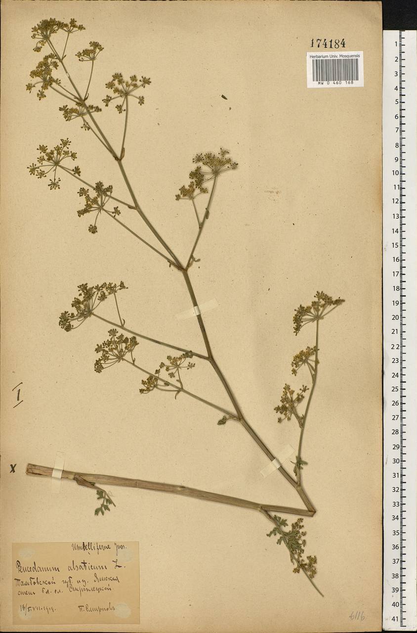 Xanthoselinum alsaticum (L.) Schur, Eastern Europe, Central forest-and-steppe region (E6) (Russia)