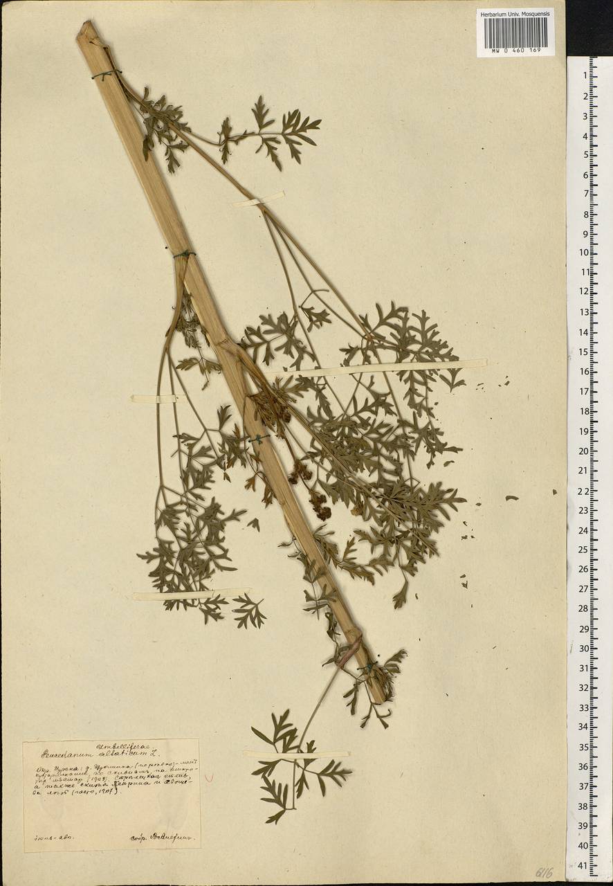 Xanthoselinum alsaticum (L.) Schur, Eastern Europe, Central forest-and-steppe region (E6) (Russia)