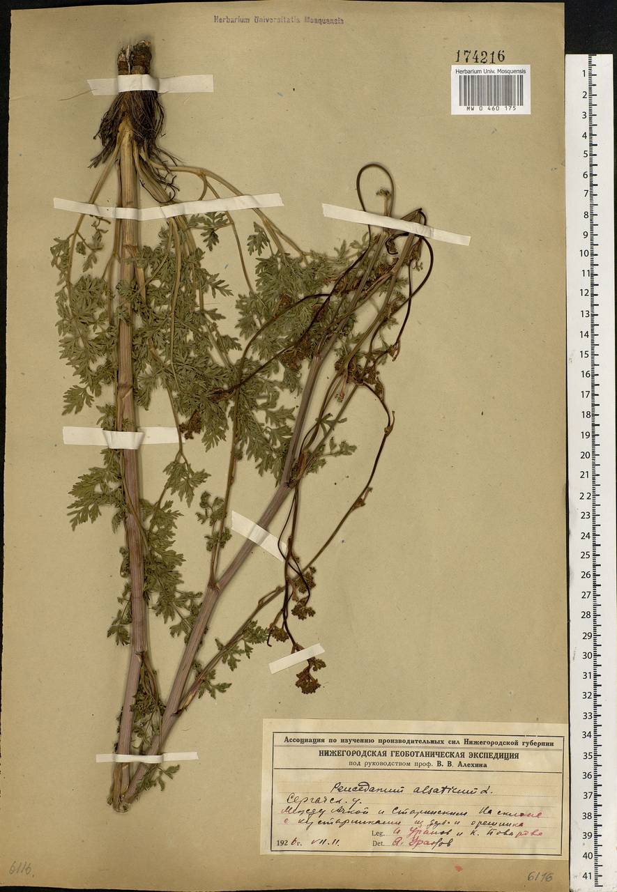 Xanthoselinum alsaticum (L.) Schur, Eastern Europe, Volga-Kama region (E7) (Russia)