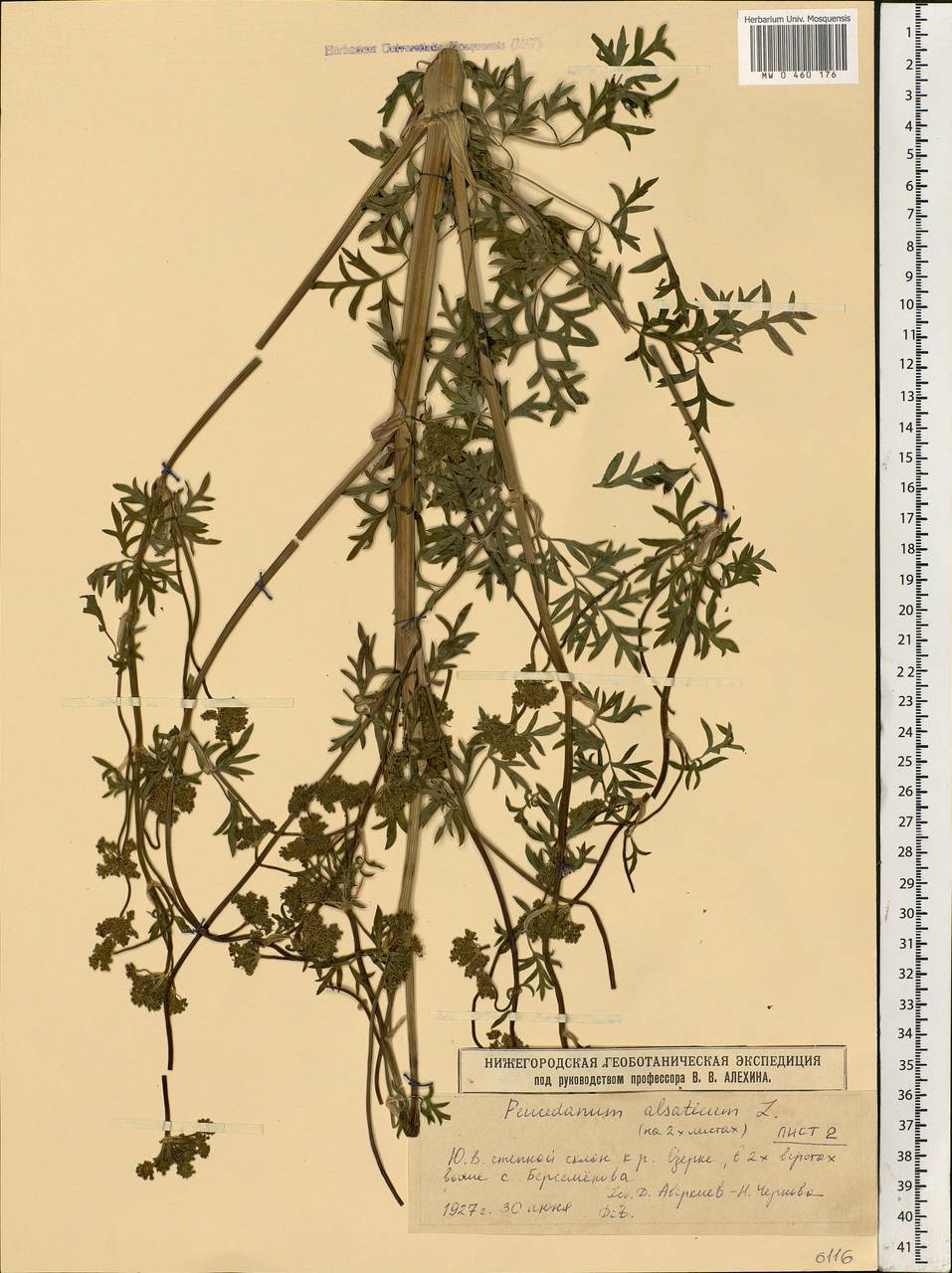 Xanthoselinum alsaticum (L.) Schur, Eastern Europe, Volga-Kama region (E7) (Russia)