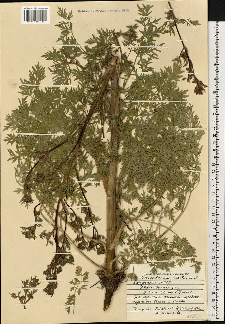 Xanthoselinum alsaticum (L.) Schur, Eastern Europe, Middle Volga region (E8) (Russia)