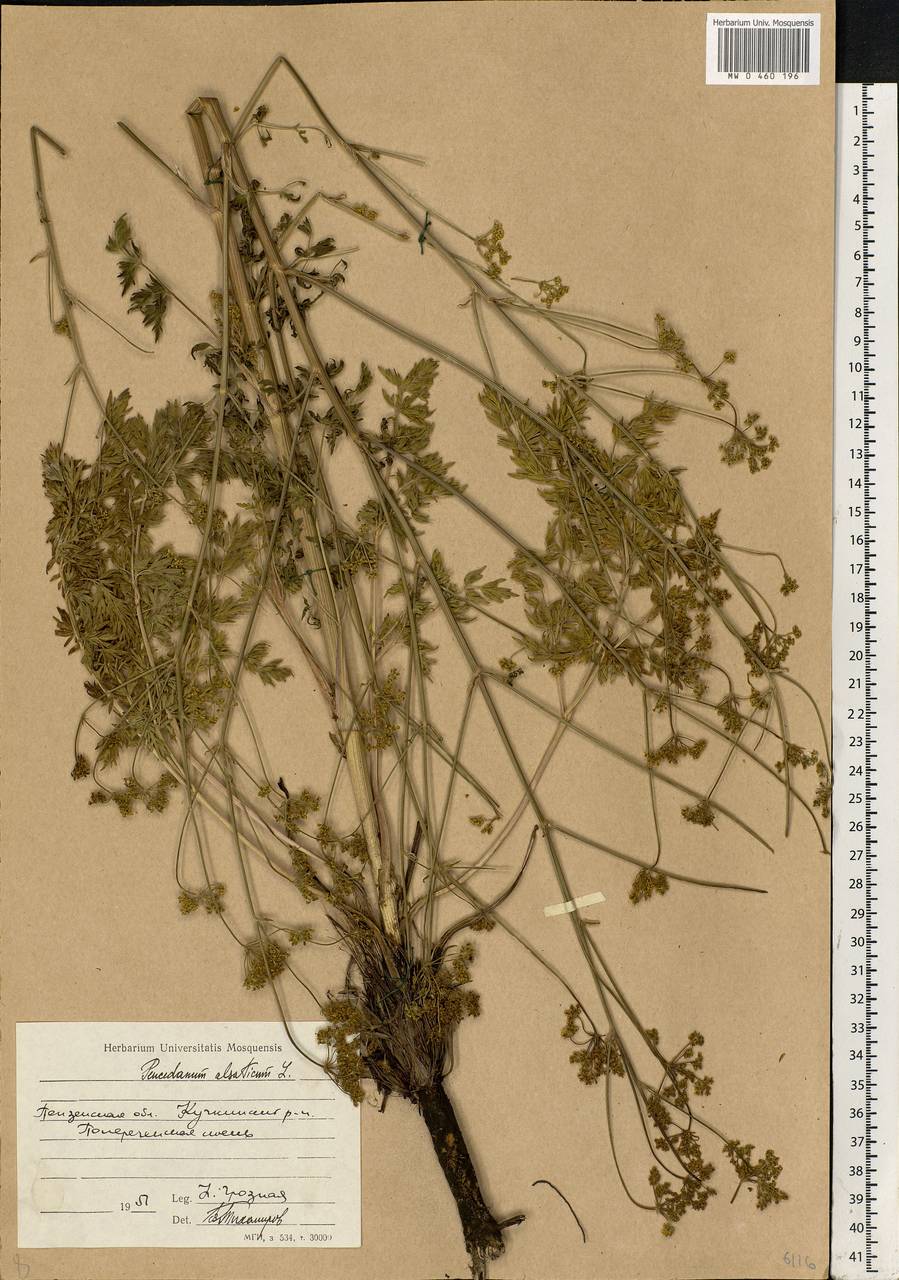 Xanthoselinum alsaticum (L.) Schur, Eastern Europe, Middle Volga region (E8) (Russia)