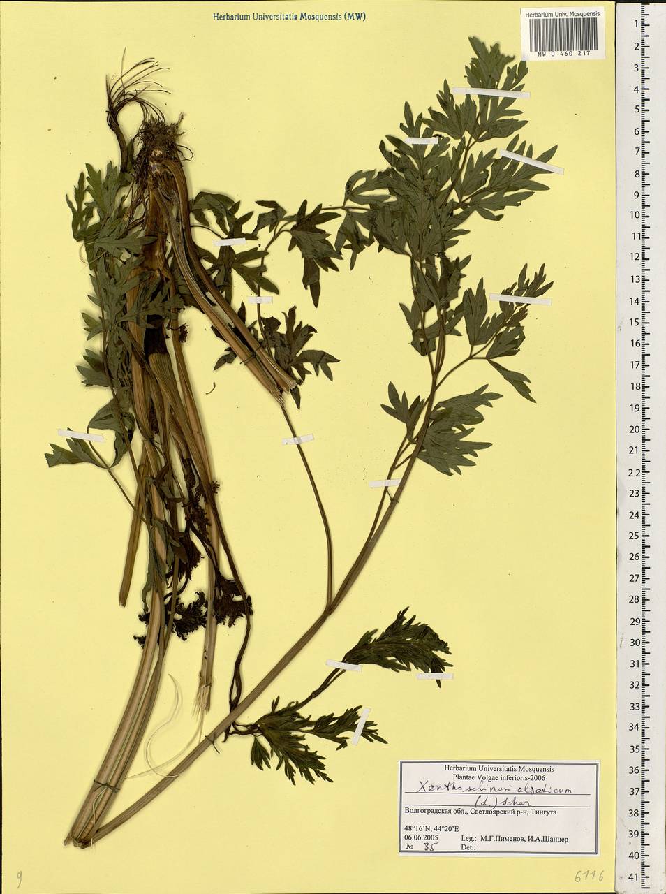 Xanthoselinum alsaticum (L.) Schur, Eastern Europe, Lower Volga region (E9) (Russia)