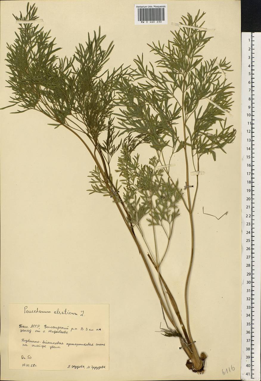 Xanthoselinum alsaticum (L.) Schur, Eastern Europe, Eastern region (E10) (Russia)