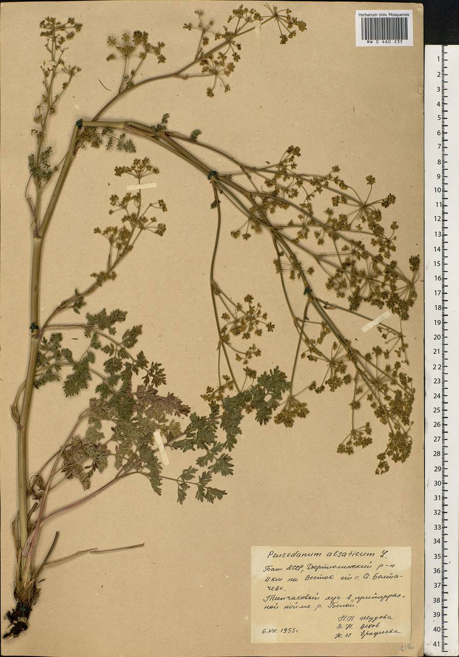 Xanthoselinum alsaticum (L.) Schur, Eastern Europe, Eastern region (E10) (Russia)