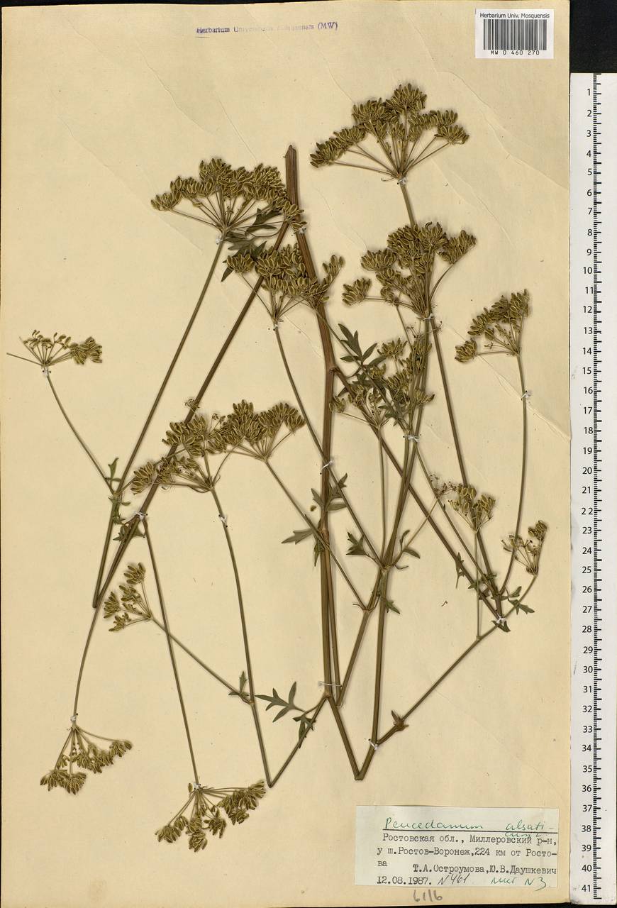 Xanthoselinum alsaticum (L.) Schur, Eastern Europe, Rostov Oblast (E12a) (Russia)