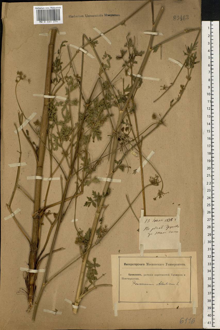 Xanthoselinum alsaticum (L.) Schur, Eastern Europe, Rostov Oblast (E12a) (Russia)