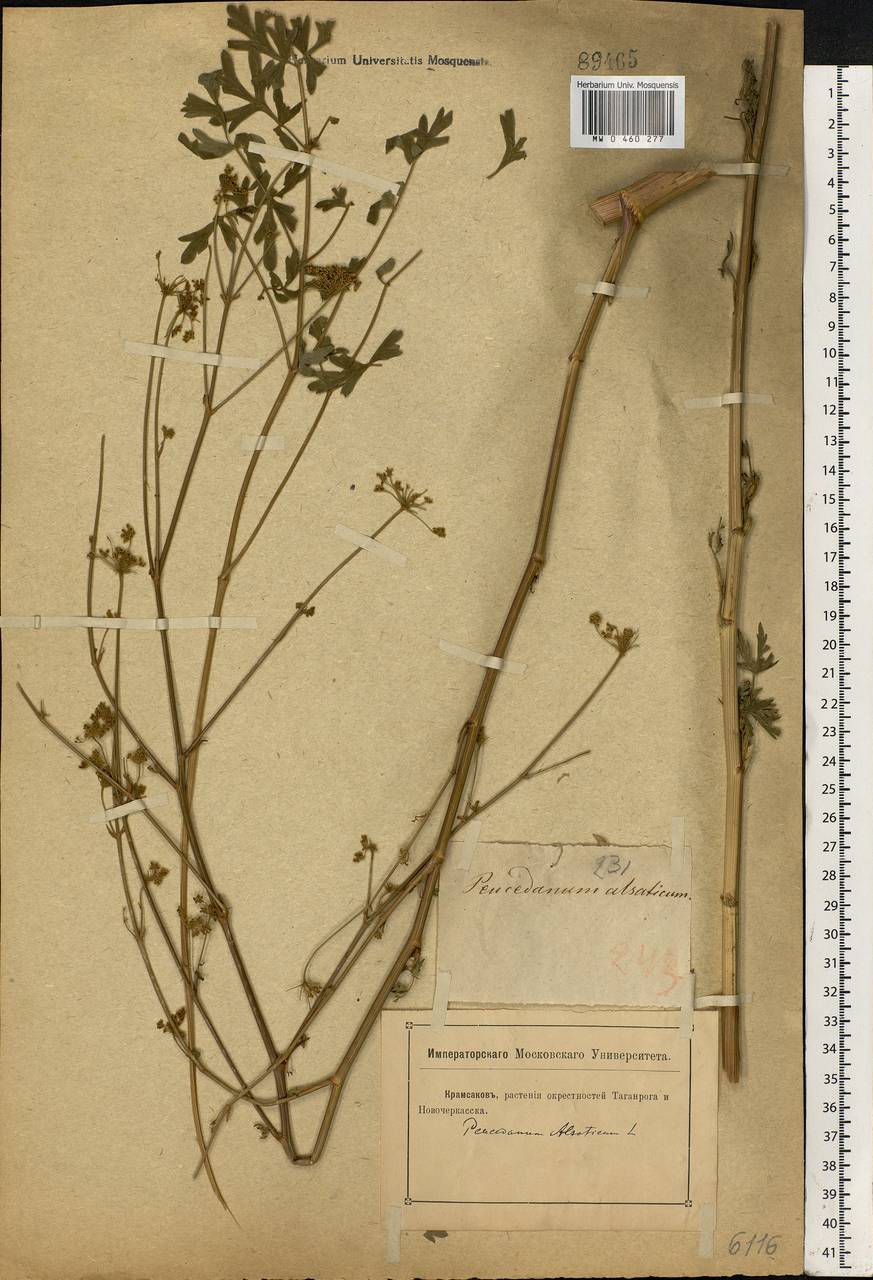 Xanthoselinum alsaticum (L.) Schur, Eastern Europe, Rostov Oblast (E12a) (Russia)