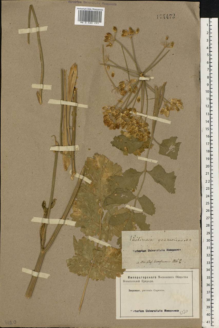 Pastinaca clausii (Ledeb.) Calest., Eastern Europe, Lower Volga region (E9) (Russia)