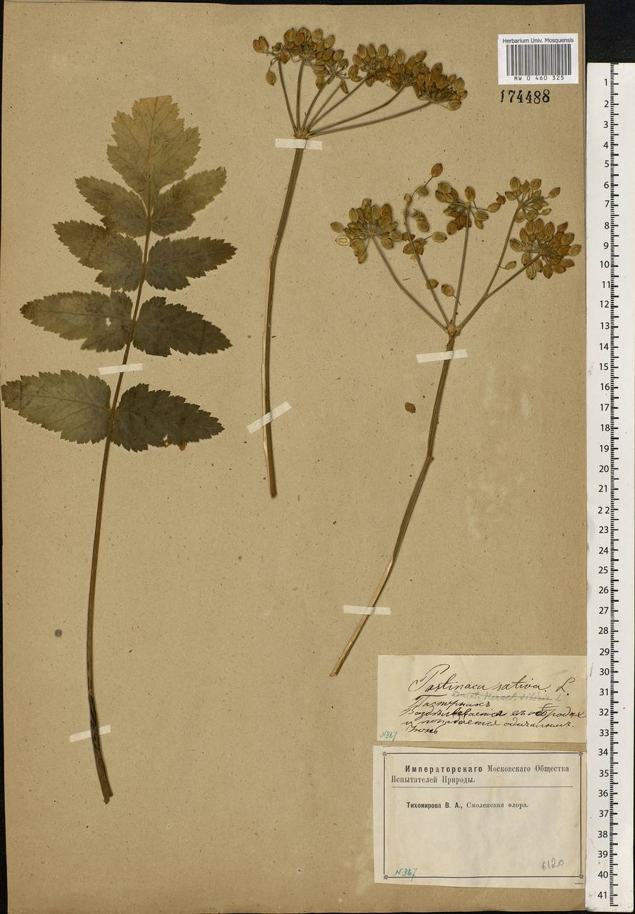 Pastinaca sativa L., Eastern Europe, Western region (E3) (Russia)