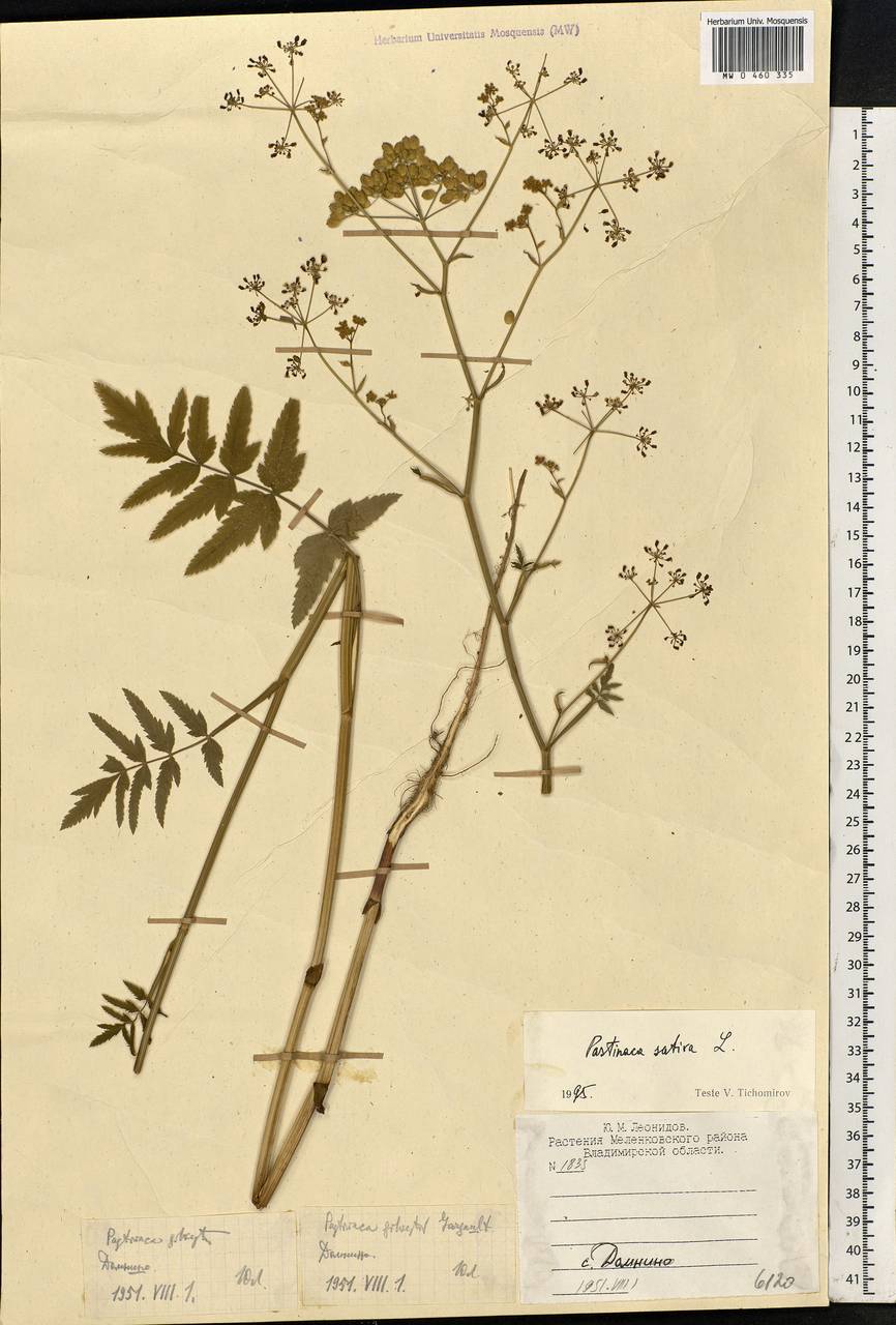 Pastinaca sativa L., Eastern Europe, Central region (E4) (Russia)