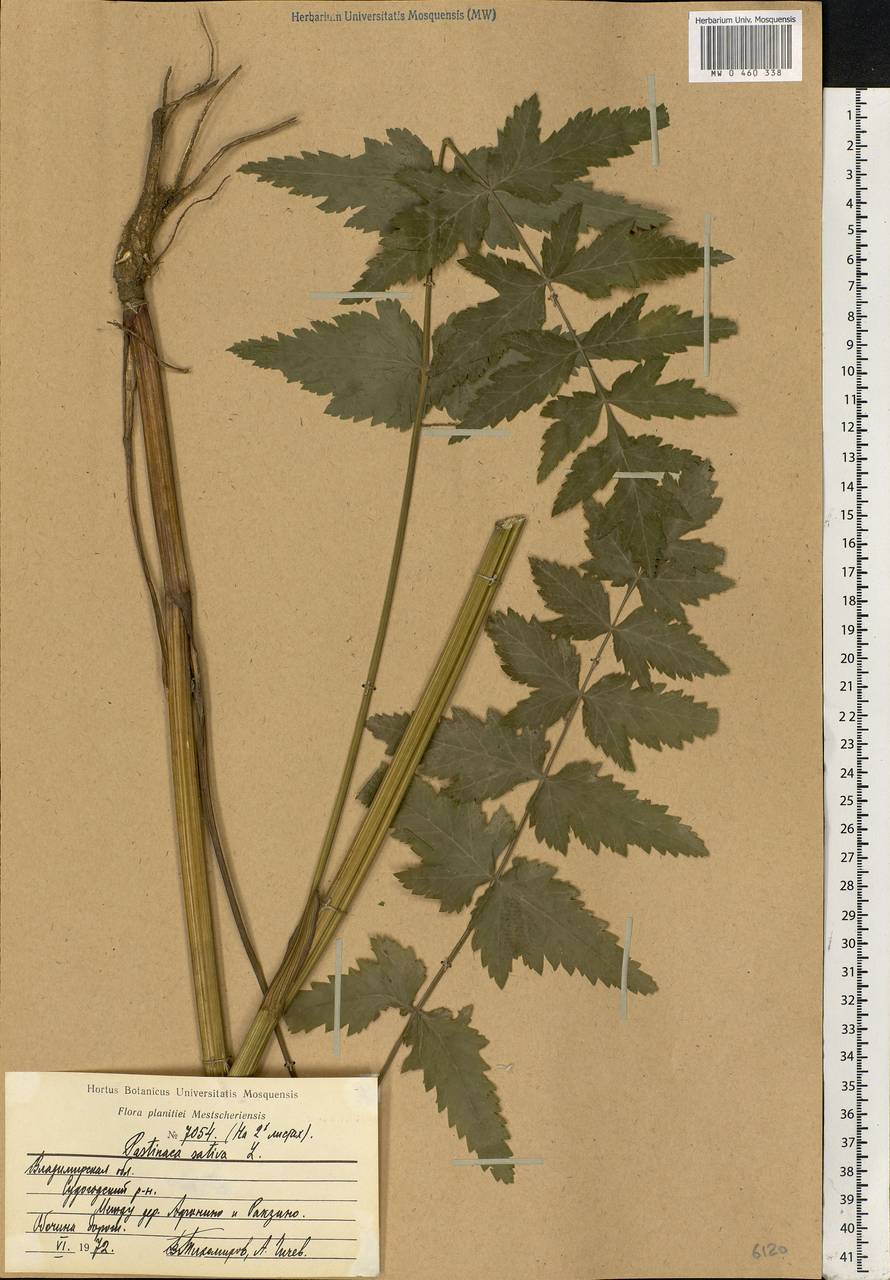 Pastinaca sativa L., Eastern Europe, Central region (E4) (Russia)