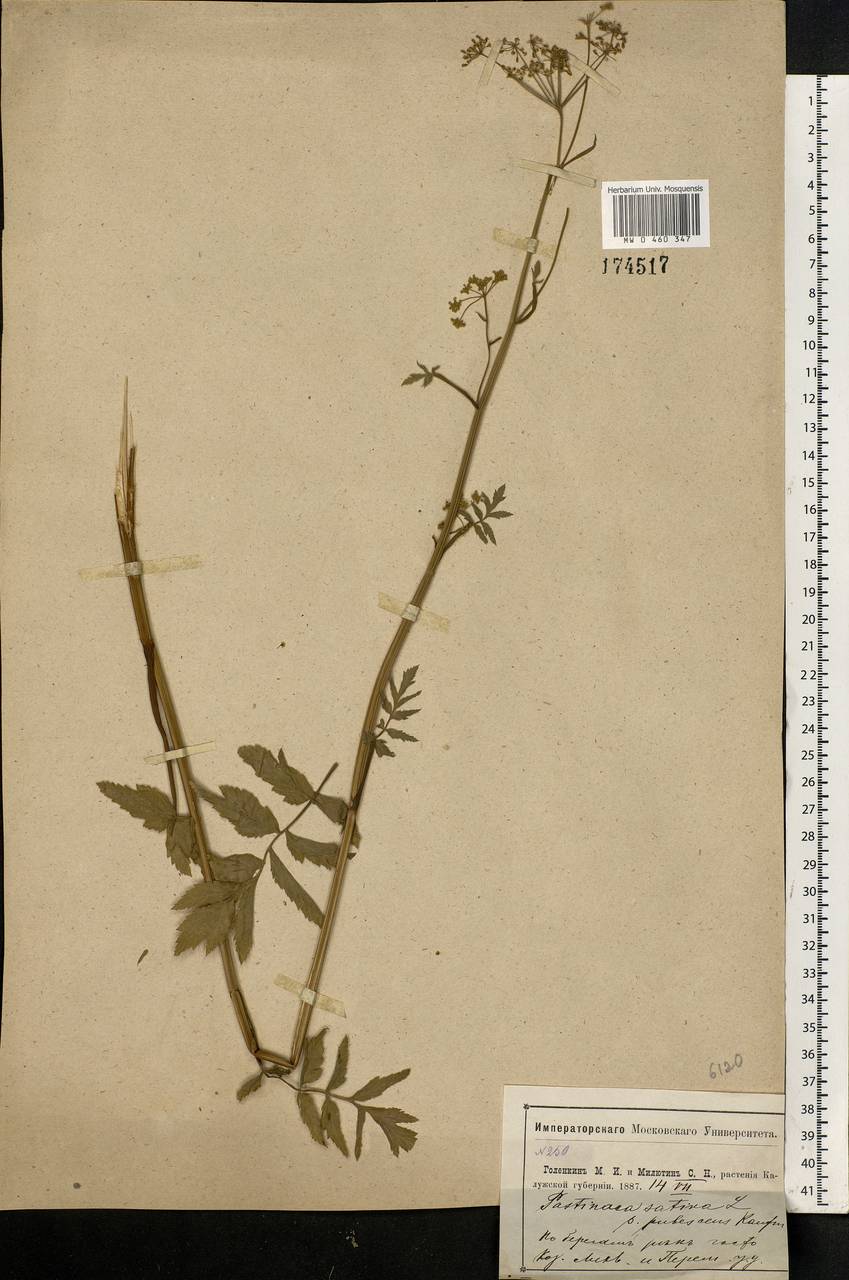 Pastinaca sativa L., Eastern Europe, Central region (E4) (Russia)
