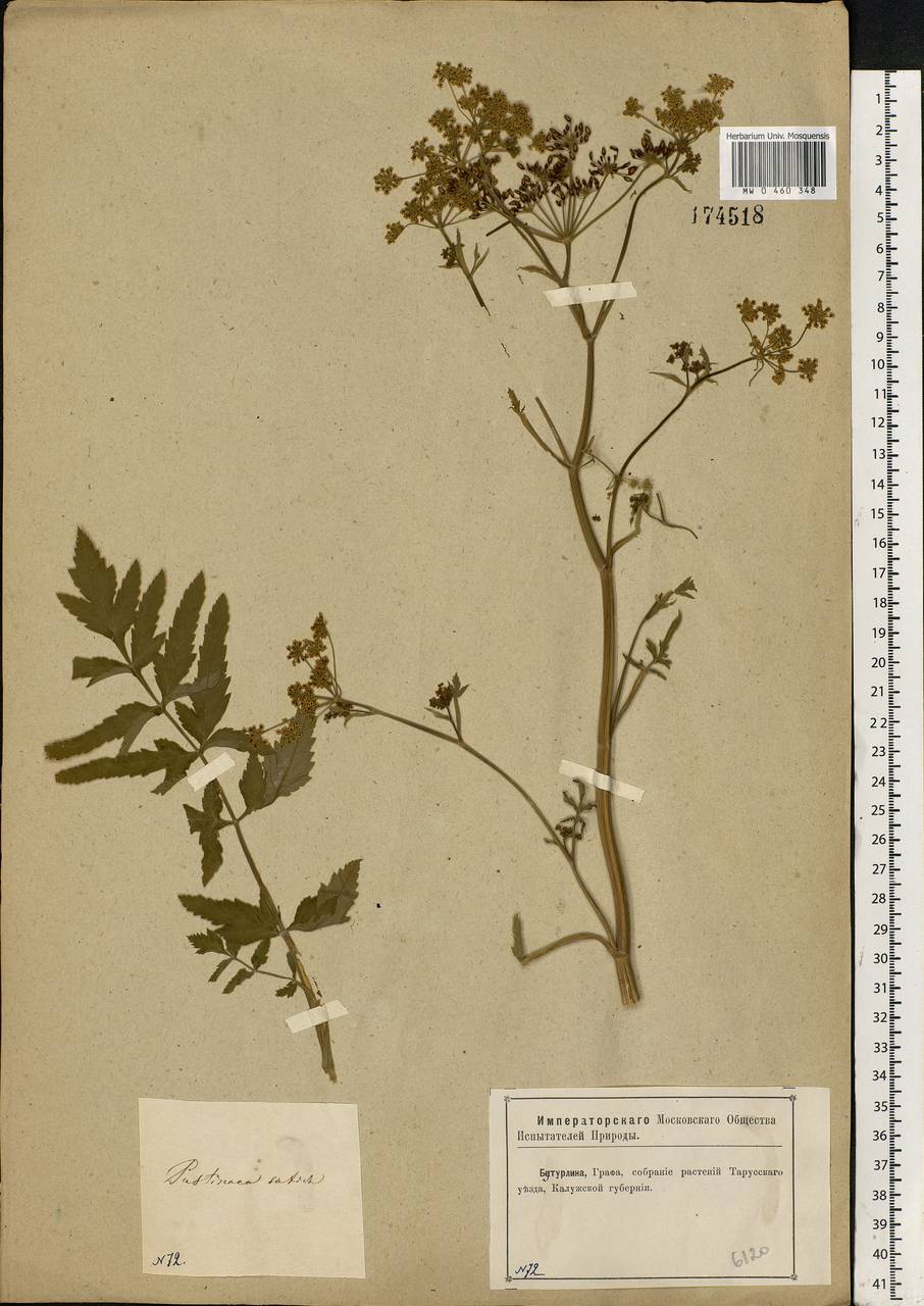 Pastinaca sativa L., Eastern Europe, Central region (E4) (Russia)