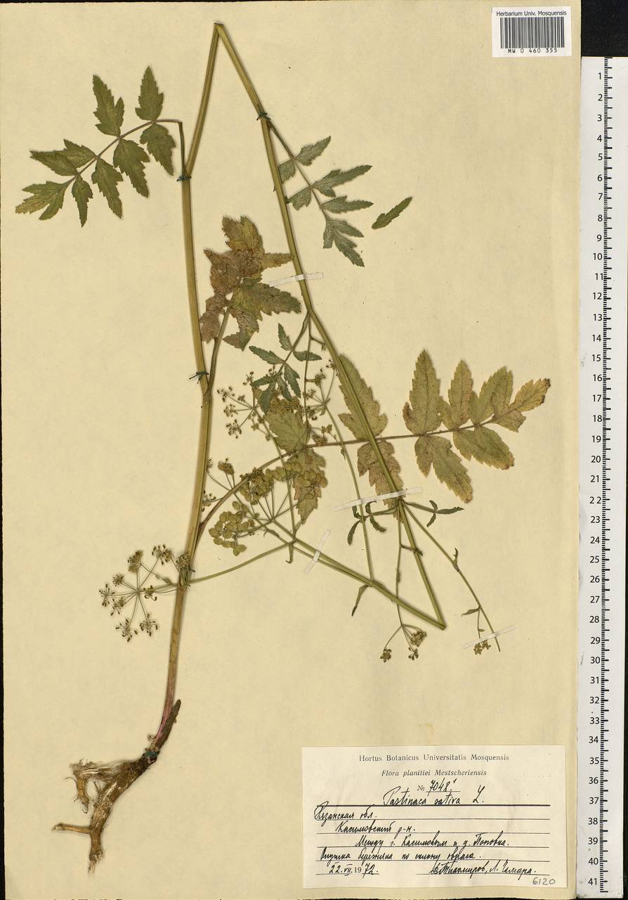 Pastinaca sativa L., Eastern Europe, Central region (E4) (Russia)