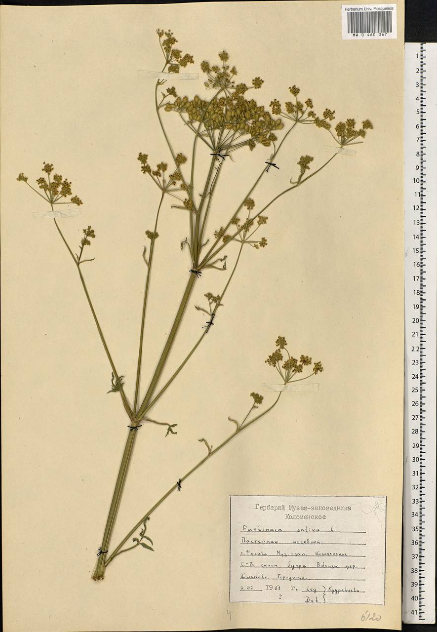 Pastinaca sativa L., Eastern Europe, Moscow region (E4a) (Russia)