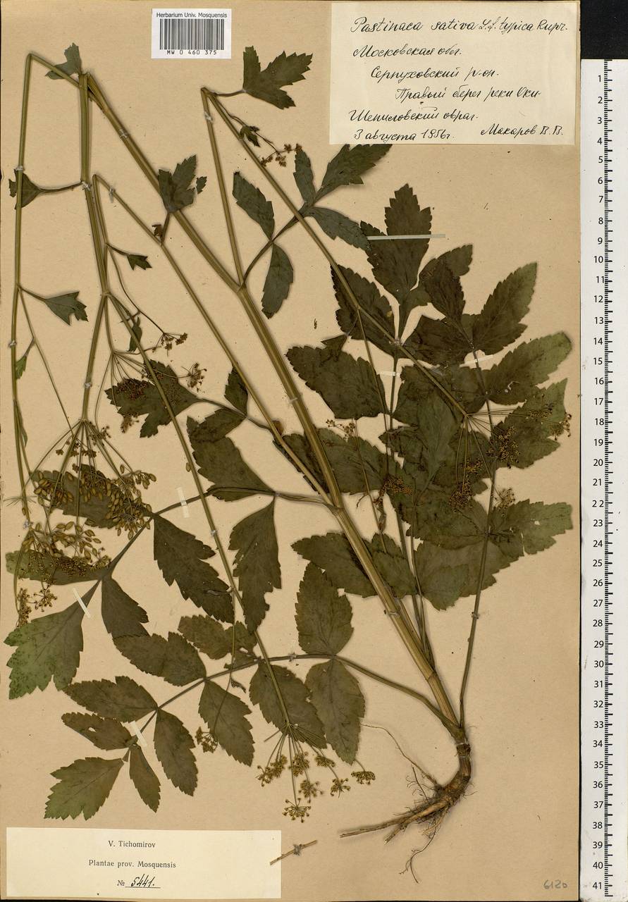 Pastinaca sativa L., Eastern Europe, Moscow region (E4a) (Russia)