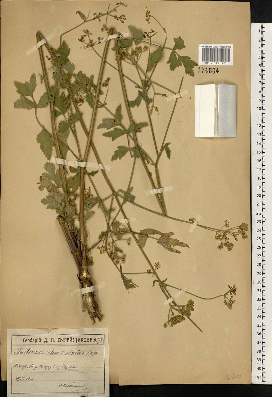 Pastinaca sativa L., Eastern Europe, Moscow region (E4a) (Russia)