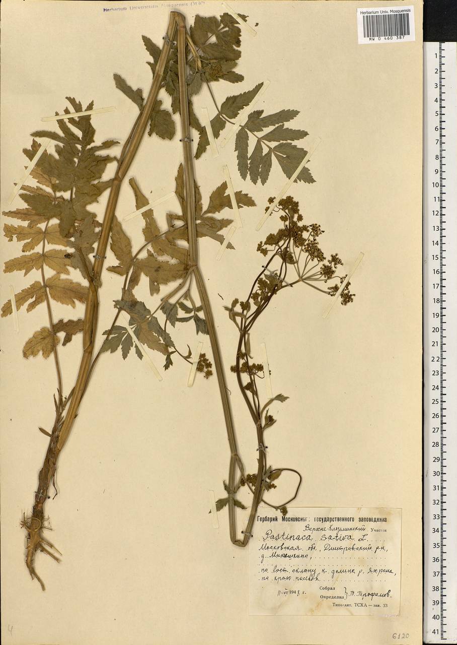 Pastinaca sativa L., Eastern Europe, Moscow region (E4a) (Russia)