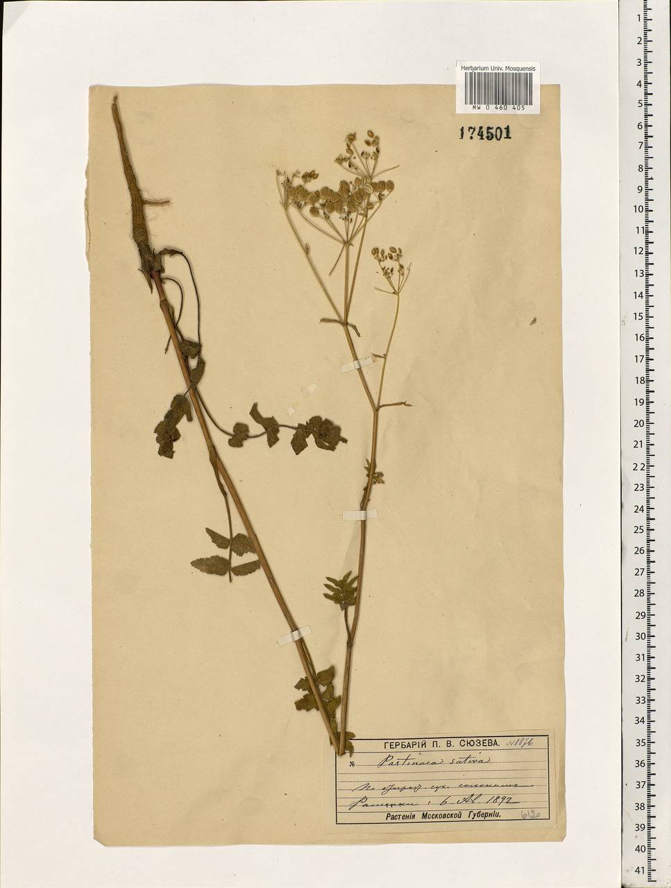 Pastinaca sativa L., Eastern Europe, Moscow region (E4a) (Russia)
