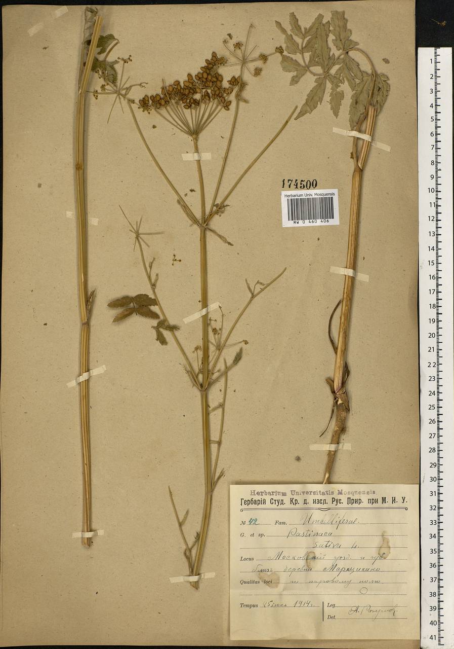 Pastinaca sativa L., Eastern Europe, Moscow region (E4a) (Russia)