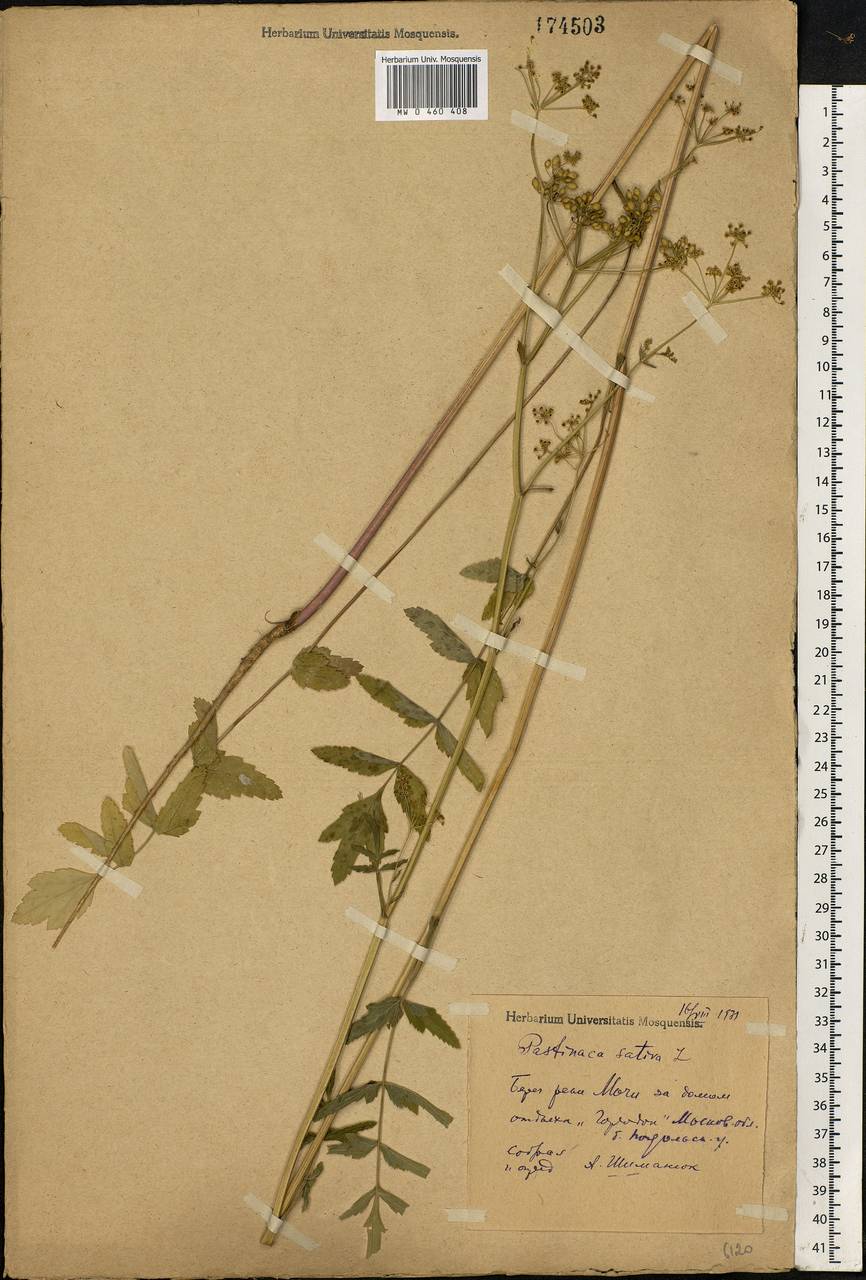 Pastinaca sativa L., Eastern Europe, Moscow region (E4a) (Russia)