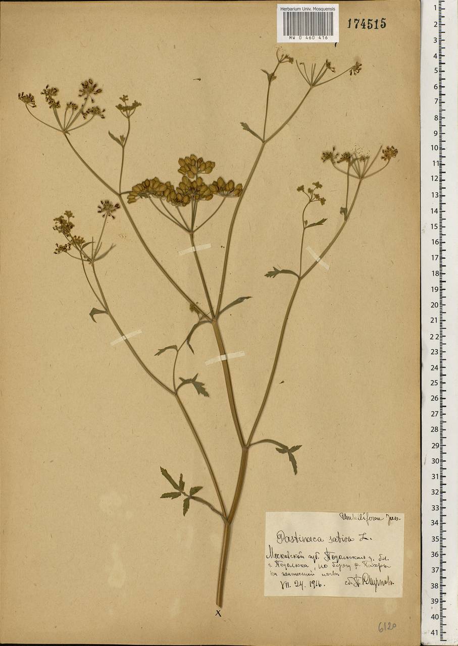 Pastinaca sativa L., Eastern Europe, Moscow region (E4a) (Russia)