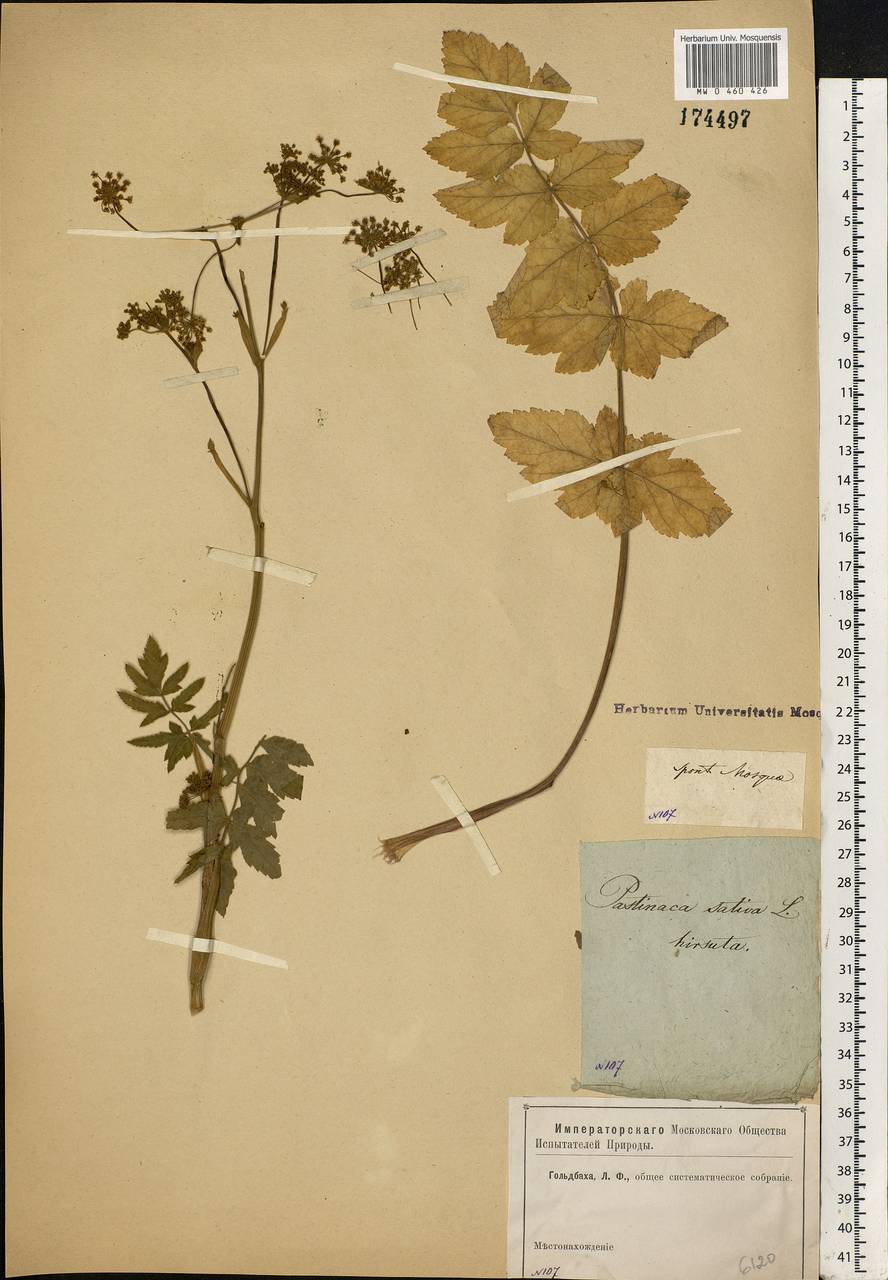 Pastinaca sativa L., Eastern Europe, Moscow region (E4a) (Russia)