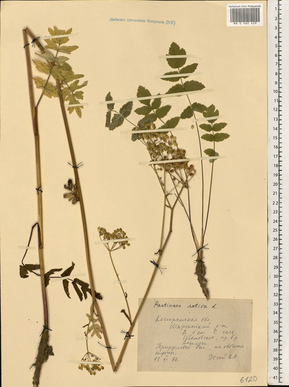 Pastinaca sativa L., Eastern Europe, Central forest region (E5) (Russia)