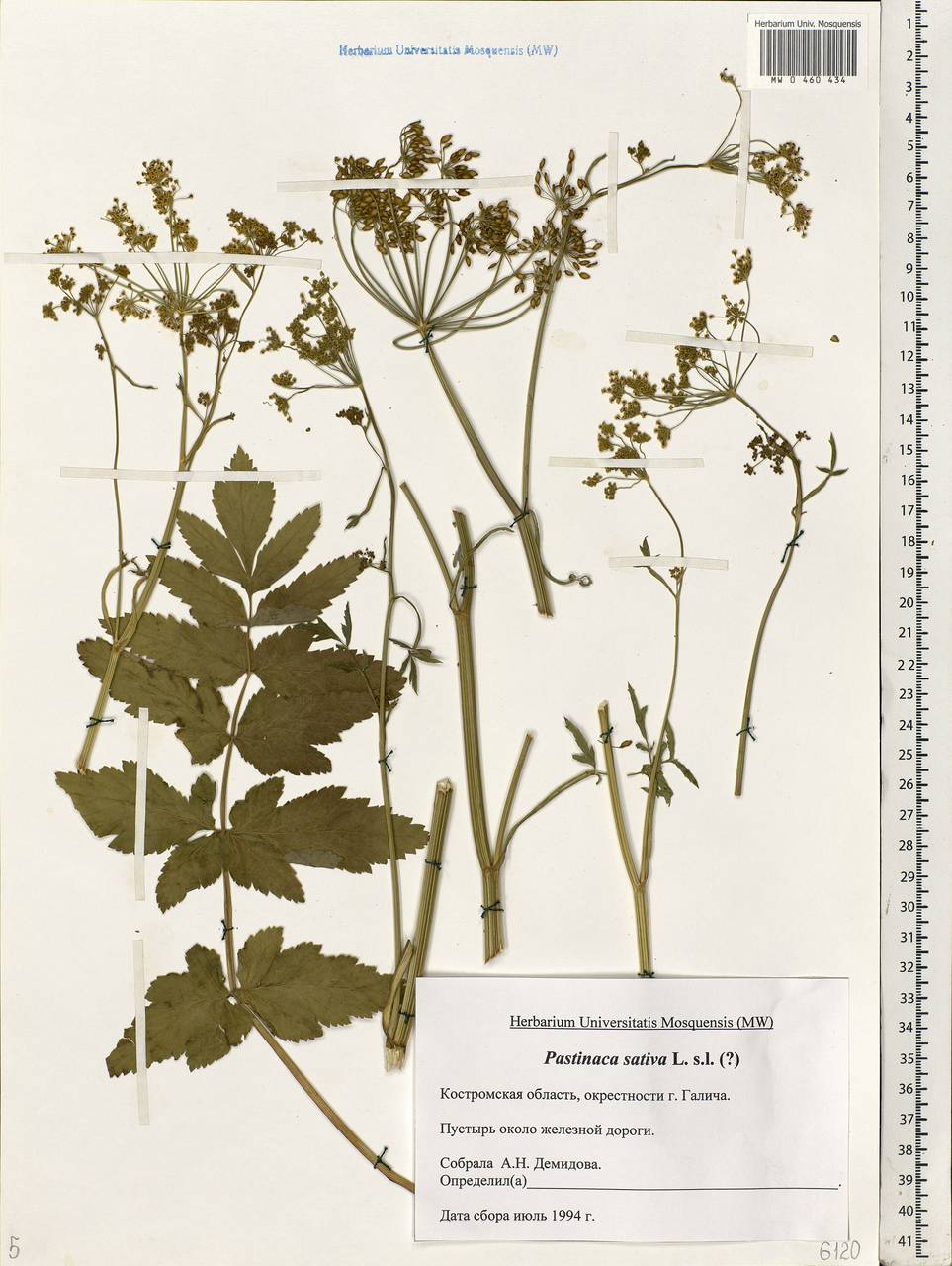 Pastinaca sativa L., Eastern Europe, Central forest region (E5) (Russia)