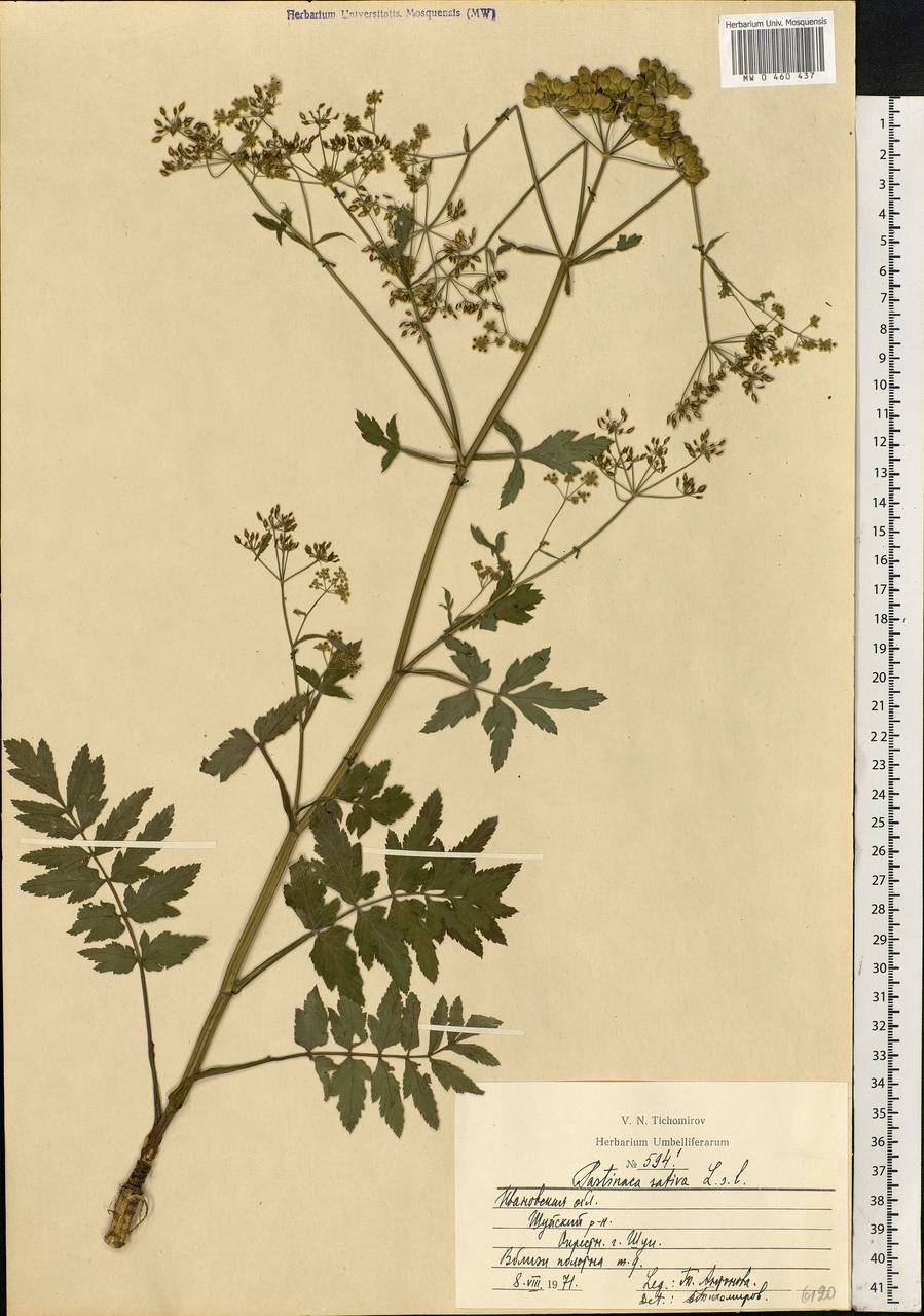 Pastinaca sativa L., Eastern Europe, Central forest region (E5) (Russia)