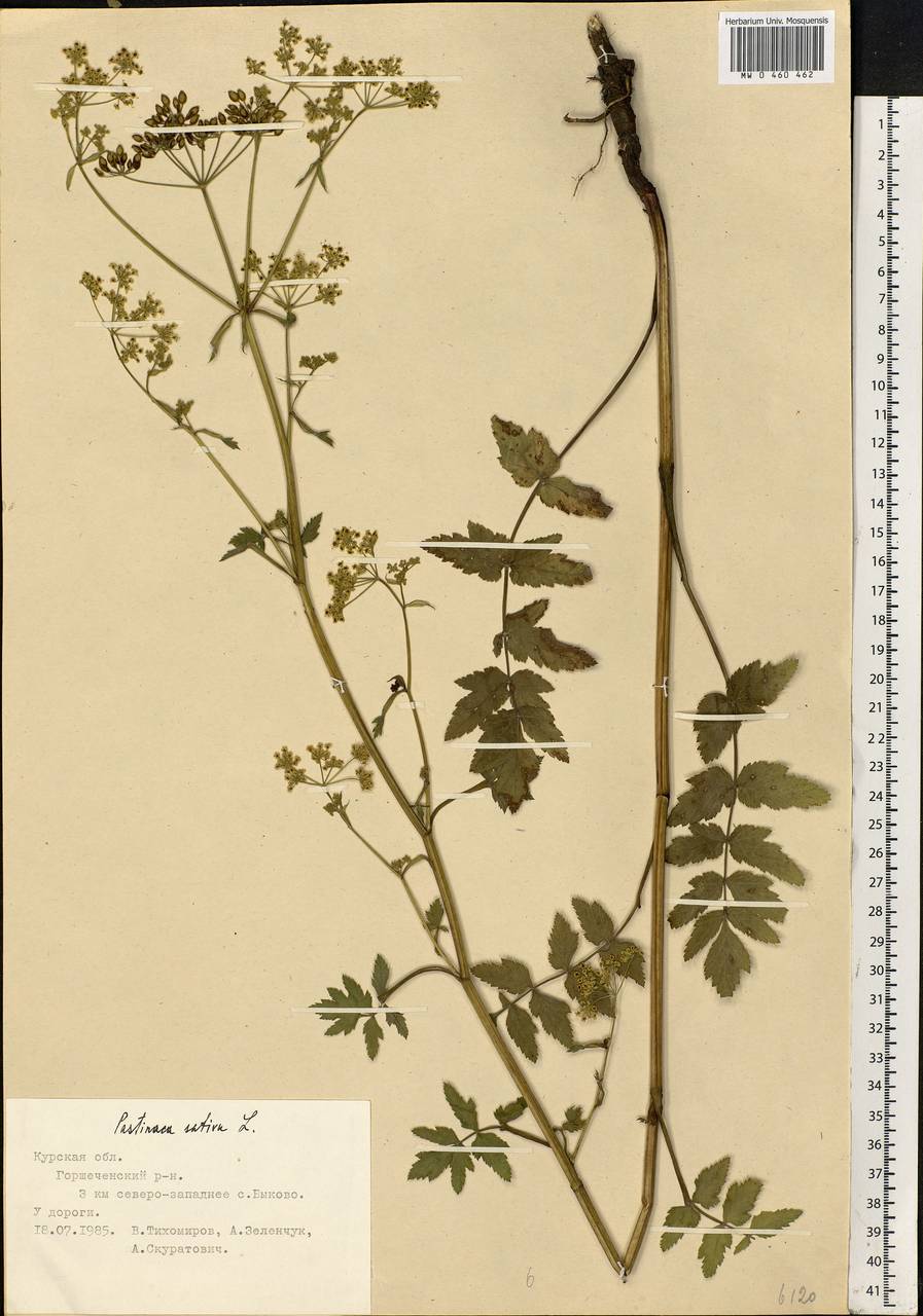 Pastinaca sativa L., Eastern Europe, Central forest-and-steppe region (E6) (Russia)