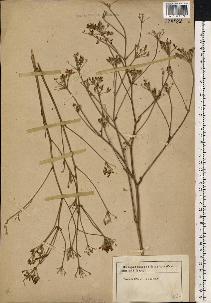 Pastinaca sativa L., Eastern Europe, Central forest-and-steppe region (E6) (Russia)