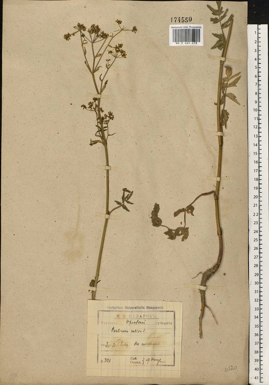 Pastinaca sativa L., Eastern Europe, Central forest-and-steppe region (E6) (Russia)
