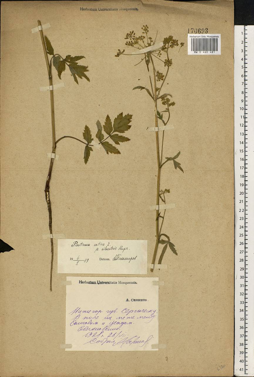 Pastinaca sativa L., Eastern Europe, Volga-Kama region (E7) (Russia)