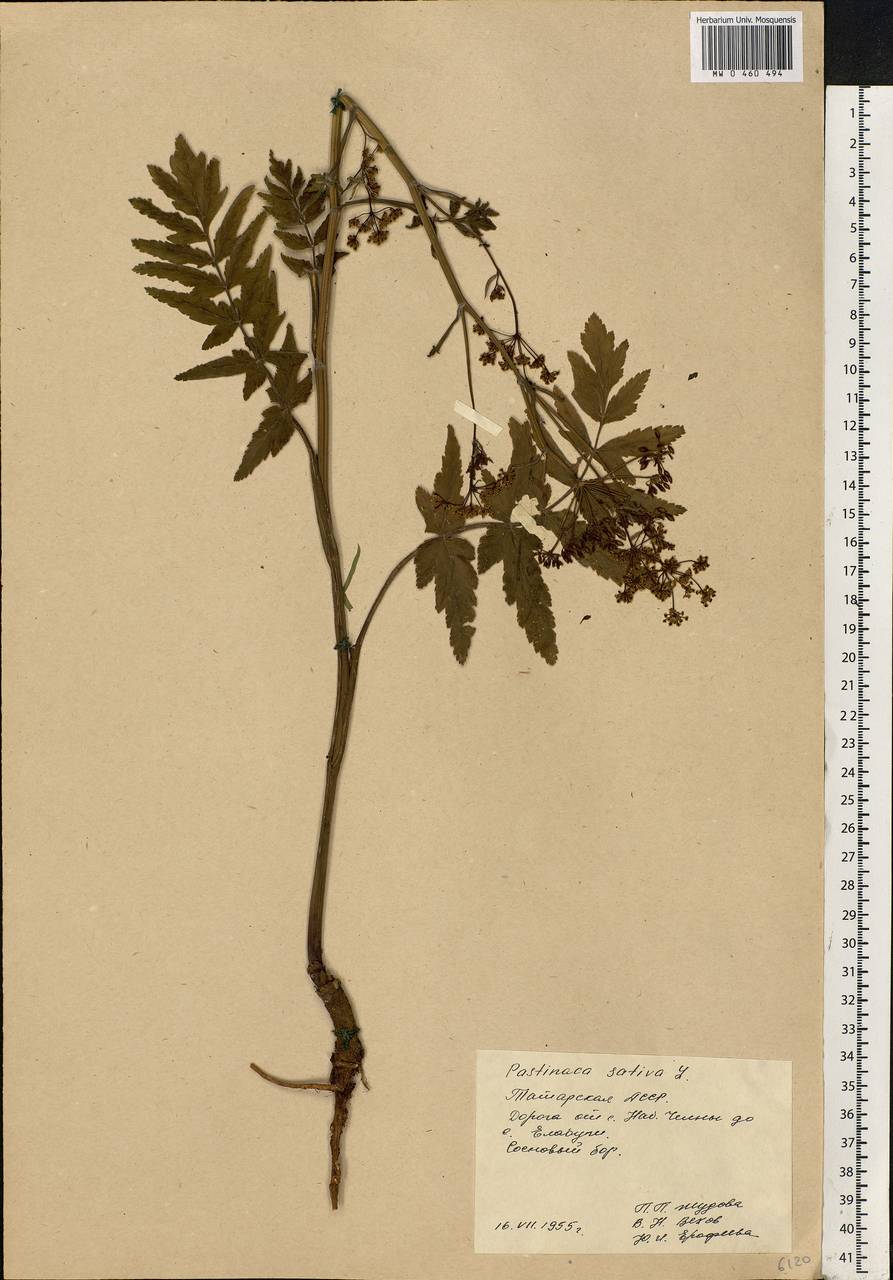 Pastinaca sativa L., Eastern Europe, Middle Volga region (E8) (Russia)