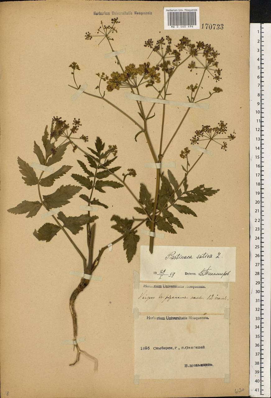 Pastinaca sativa L., Eastern Europe, Middle Volga region (E8) (Russia)