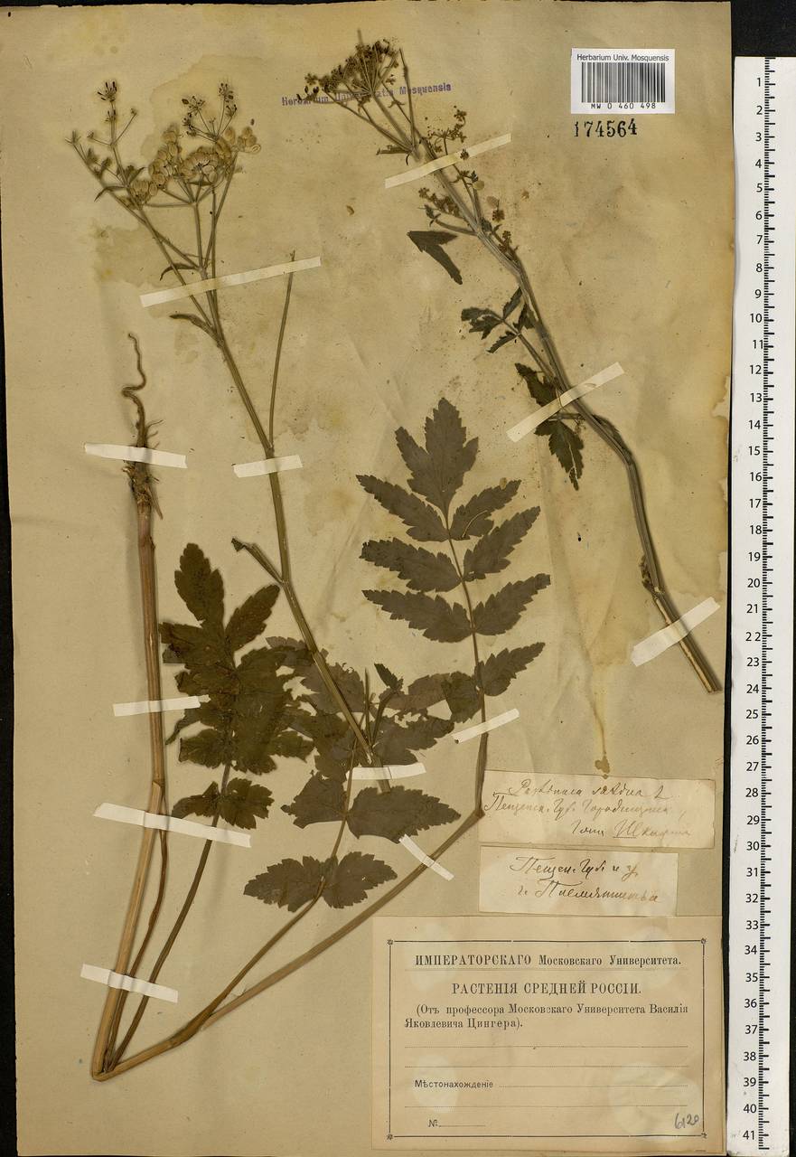 Pastinaca sativa L., Eastern Europe, Middle Volga region (E8) (Russia)