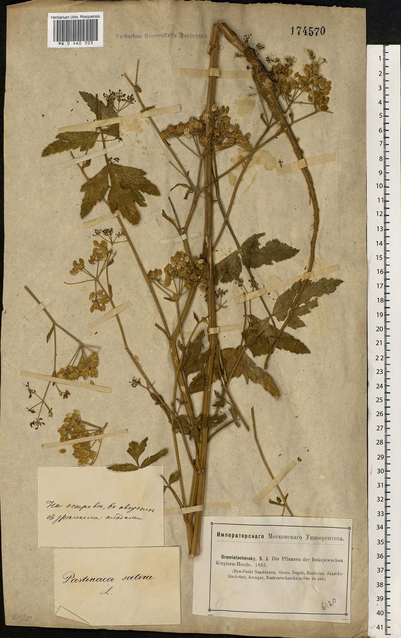 Pastinaca sativa L., Eastern Europe, Lower Volga region (E9) (Russia)