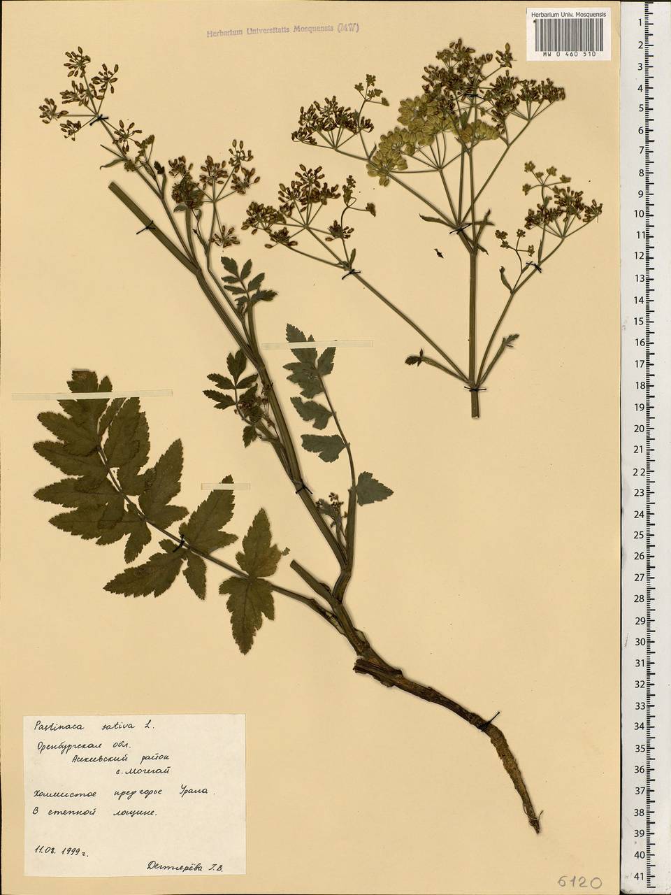 Pastinaca sativa L., Eastern Europe, Eastern region (E10) (Russia)